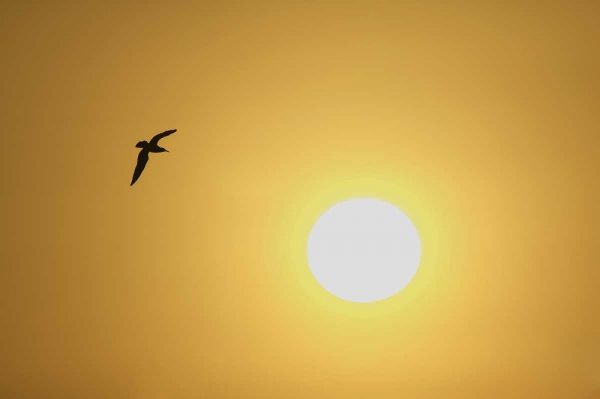 FL, Titusville, Ring-billed gull at sunrise